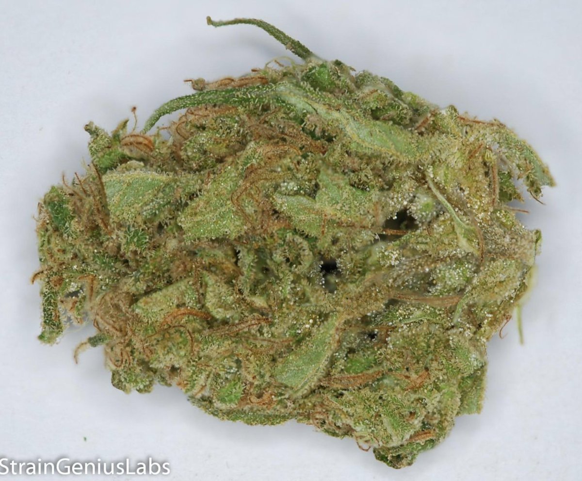 StrainGeniusLab's tweet image. Check out the AGENT ORANGE we tested for The Golden Leaf THC: 16.73% CBD: 0.09% CBN: 0.06%  #MMJ