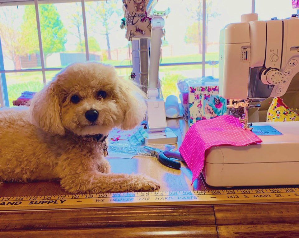 @dogcelebration @SjCattledog @TallulahB2007 @Thomas_F81 @TaniaMariaWelch @TaterSpeck @ValBaird1 
 My sis-fur Maggie 🎀🐶 is doing her part to #StopTheSpreadOfCorona 🦠 by helping Mom sew 🧵 ✂️ masks 😷 for the brave caregivers at the senior home. #StayHomeSaveLives #BeWell