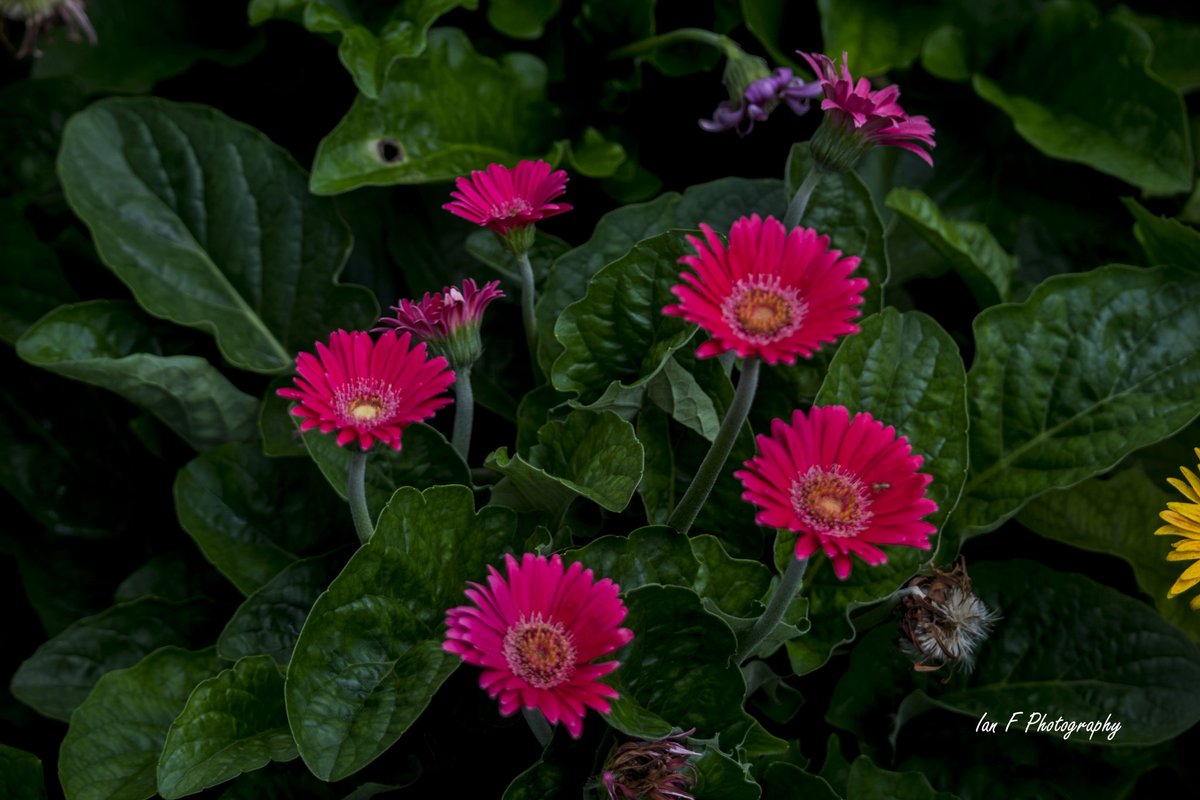 IanFPhotograph1's tweet photo. In case you didn't like the Water Dragons from yesterday. Here are some #flowers from the #RomaStreetParklands in #Brisbane  to brighten your day. #gardens #parklands #StayHomeAustralia #StaySafe #StayStrong https://t.co/feTQSh89rF