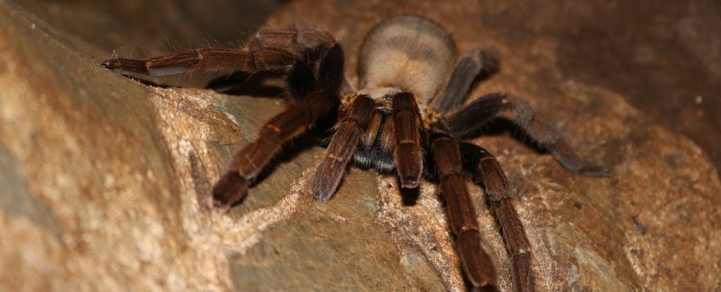 Street_Rx's tweet photo. Research into Huwentoxin-IV, a peptide found in the venom of Chinese bird spiders, may potentially lead to an alternative method of treating pain, without the side effects of opioids. Learn more: https://t.co/YtDWnYPdj2 https://t.co/Es07riKumb