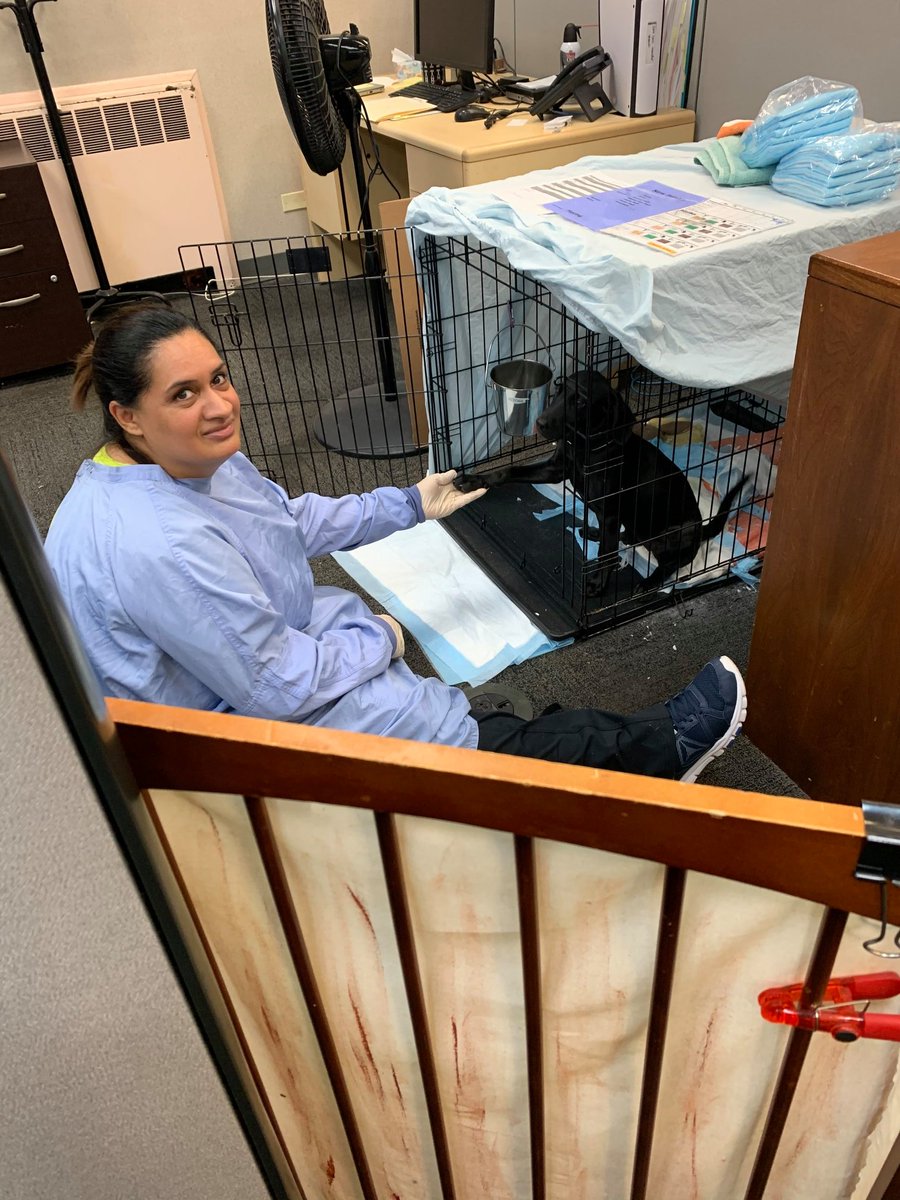 PAWSChicago's tweet image. When the animals at our Medical Center are healing and need some extra TLC, there’s a TLC volunteer behind the scenes!

TLC volunteers are vital to our Medical Center, providing socialization, enrichment, &amp;amp; T-L-C to our most vulnerable pets! #NationalVolunteerAppreciationWeek
