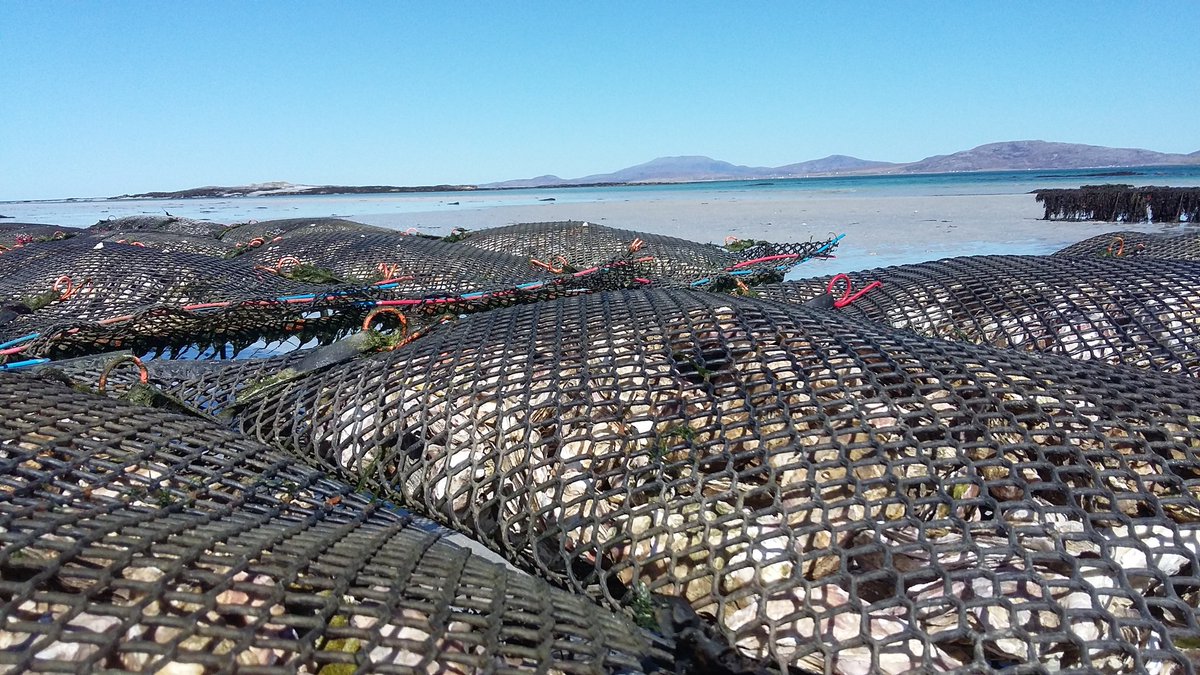 Lovely day for a spot of bag turning <a href="/barraoysters/">Isle of Barra Oyster</a>