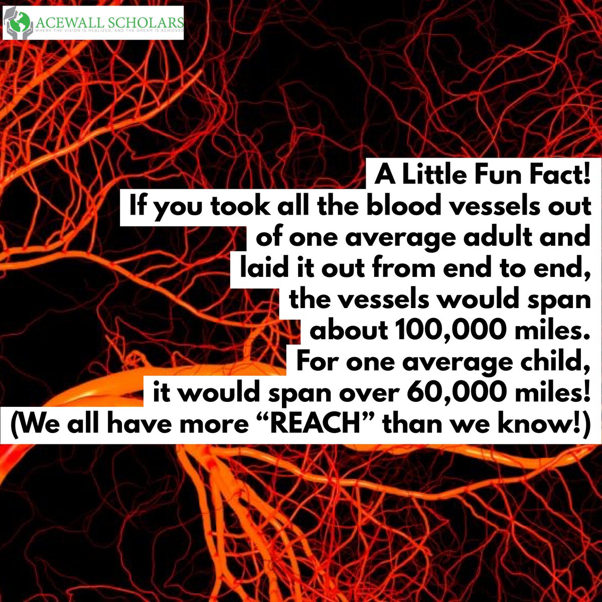 Woah that's crazy!

Make sure to visit acewallscholars.org for more information on our tutoring services!

#funfacts #facts #biology #learningisfun #learningonline #learnsomethingnew #learningathome #laughterisgoodforthesoul  #educationusa  #onlinetutoring #acewallscholars