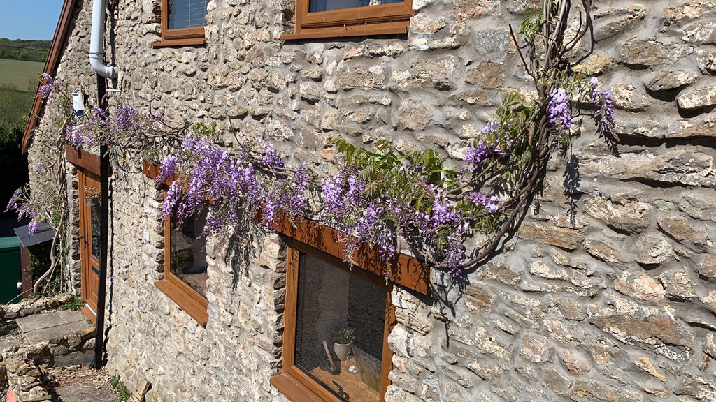 progqueen's tweet image. The heady scent of wisteria fills the air &amp;amp; I have just seen 2 of our swallows returning to the barn... one could almost forget that there is a battle going on in the big wide world 🌍 #staysafe #stayathome x