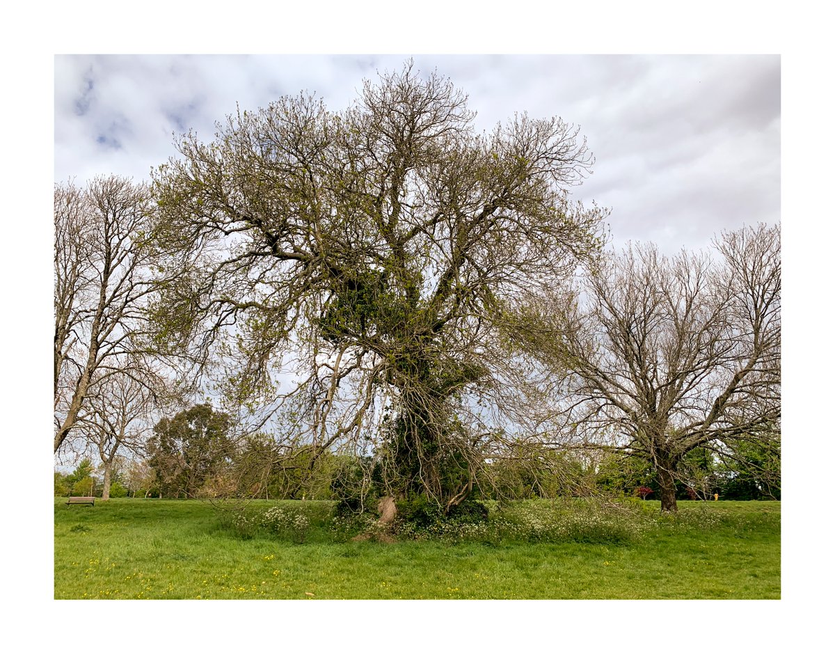There are some pretty impressive trees in Plymouth. #Plymouth #Devon #DailyExercise #coronalife #tree