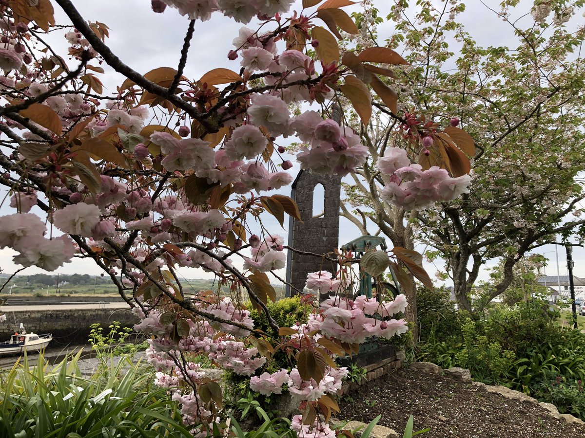 JackiHicks's tweet photo. Bit grey for our walk today, but lots of things to see 👀#DailyExerciseWalk #HayleHarbour #springblossom 🌸#HayleViaduct #GWRTrain 🚂 #whereilive #LoveCornwall 💙#nofilter 📷 #StaySafeEveryone 🙏🏻 https://t.co/HAv8U3ouaD