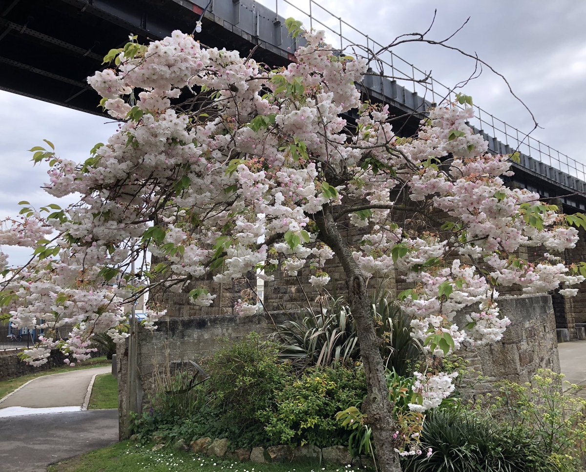 JackiHicks's tweet photo. Bit grey for our walk today, but lots of things to see 👀#DailyExerciseWalk #HayleHarbour #springblossom 🌸#HayleViaduct #GWRTrain 🚂 #whereilive #LoveCornwall 💙#nofilter 📷 #StaySafeEveryone 🙏🏻 https://t.co/HAv8U3ouaD