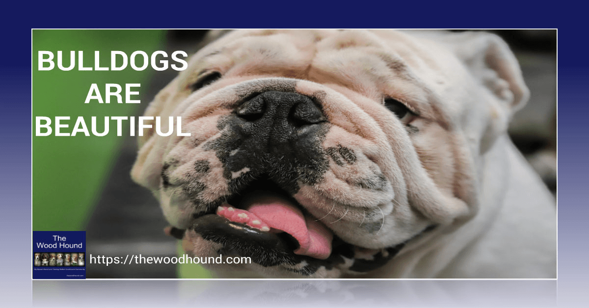 DenaBriley's tweet photo. APRIL 21ST
BULLDOGS ARE BEAUTIFUL DAY – EVERYONE IS BEAUTIFUL EVEN BULLDOGS
Find out more about this #dogholiday and even more #holidaysfordogs in April => https://t.co/rznCMaUC1o https://t.co/giIlnh1hqy