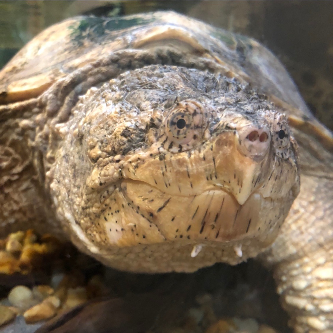 It’s me Dino! Are you guys excited for Earth Day tomorrow? Join our special Earth Day LIVE stream over on our Facebook page at noon on Wednesday &amp; check out the other fun earth day materials on our website! #csuoxbowearthday oxbow.columbusstate.edu/oxbow-at-home-…