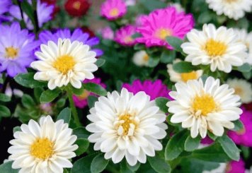 ダンディー ダンちゃん デス A Twitter 令和2年4月22日 水 誕生花 エゾギク アスター 右 全般の花言葉 変化 追憶 同感 信じる恋 誕生花 ムシトリナデシコ 右 全般の花言葉 罠 未練 T Co Z5up1kkpko Twitter ダンディー ダンちゃん デス A Twitter 令和2年4月22日 水 誕生花 エゾギク アスター 右 全般の花言葉 変化 追憶 同感 信じる恋 誕生花 ムシトリナデシコ 右 全般の花言葉 罠 未練 T Co Z5up1kkpko Twitter