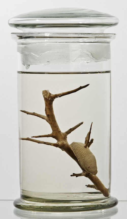 Pitt_Rivers's tweet photo. #PittSpot Part of the Sympathetic Medicine display, the slug on the thorn was used to cure warts. "Go out alone & find a large black slug. Secretly rub the underside on the warts and impale the slug on the thorn. As the slug dies the warts will go." https://t.co/1XWK5rkPtw https://t.co/X1PI0Pvyb9