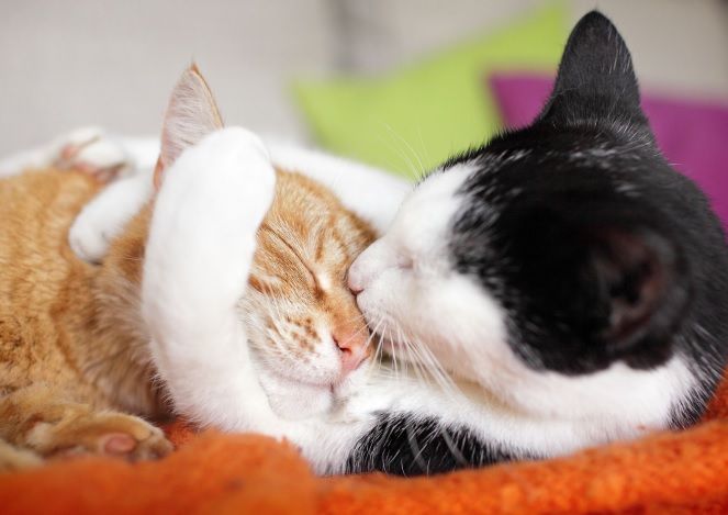 buff.ly/3axxwGl

Gatos tendem a não se atirar sobre nós da mesma forma que os cães 😀