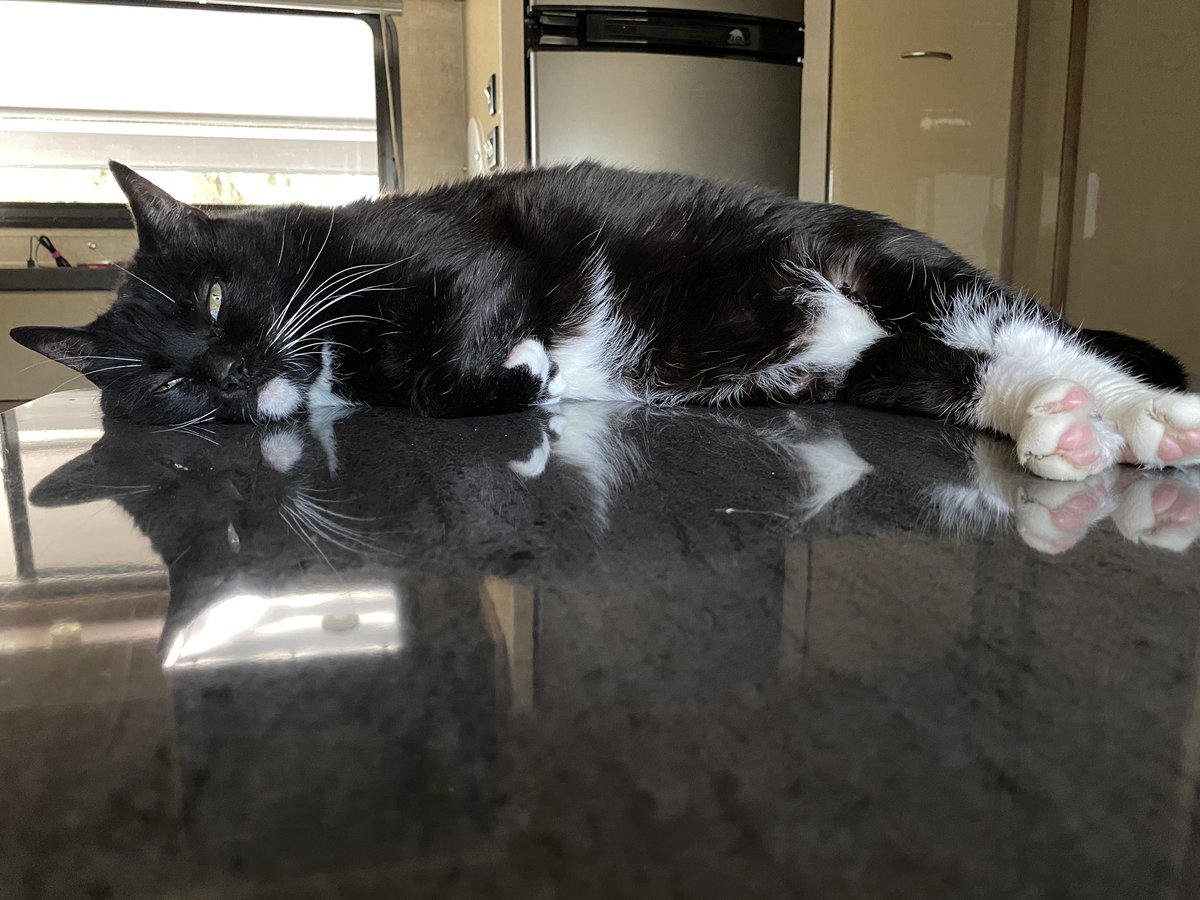leo_tuxedo's tweet photo. #TeachingTuesday - Teaching my traveling human how to relax at any time, on any surface. Today is a great day to rescue a kitty or a pup. Catnip to all Kingdoms. #TravelwithOdette #TravellikeLeo #TravelwithLeo #KittyofTwitter @TravellingCats @ORIJENPetfood #rescuekitty #TuxedoCat https://t.co/ukceKL1zIJ