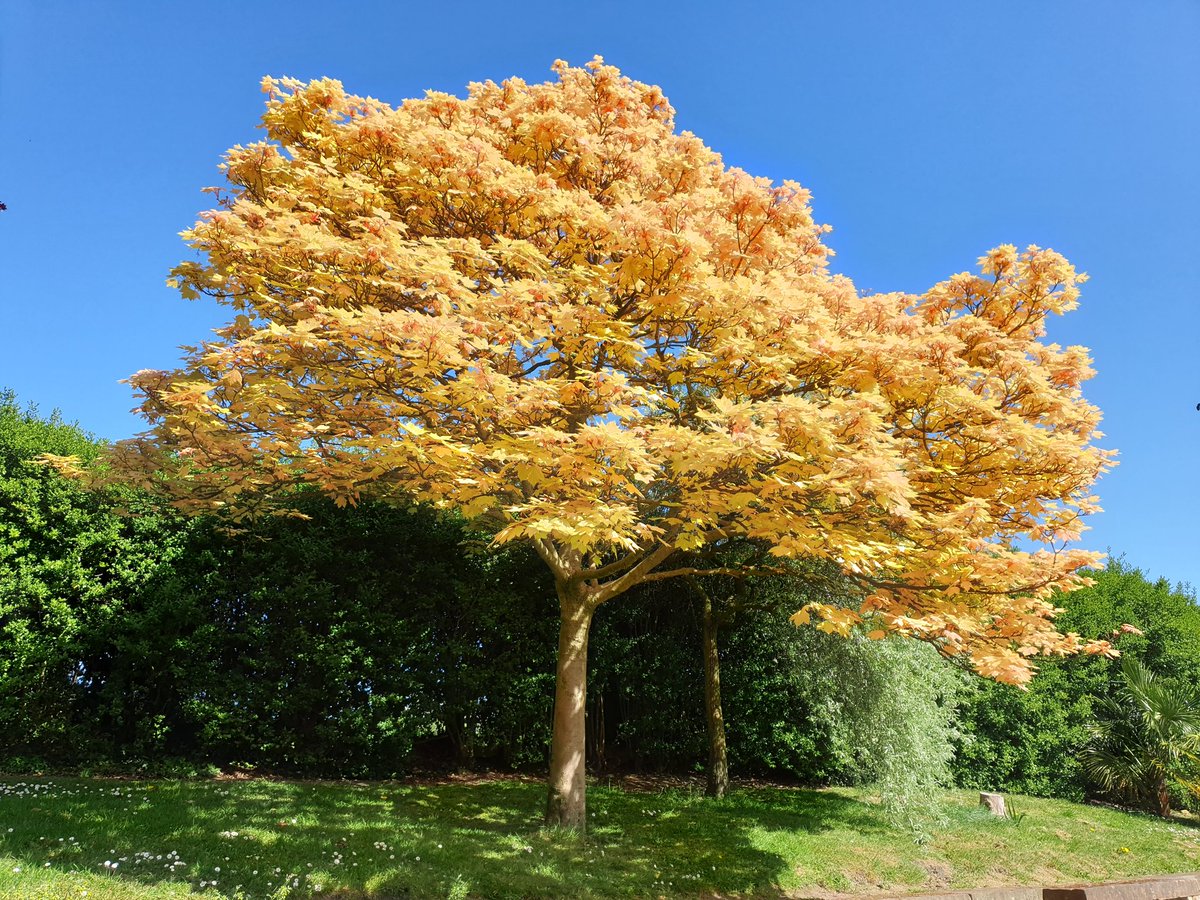 #Nottingham Arboretum was a beautiful sight today for eyes getting a bit too accustomed to the indoors! So lucky to have a place like this as one of my local #parks. As we know #peopleneedparks #parksmatter #heritage @NottinghamParks <a href="/RealmPublic/">Green Space & Natural Environment</a> <a href="/NottinghamFPA/">FutureParksNottingham</a> <a href="/NottmHeritage/">Nottm Heritage</a>