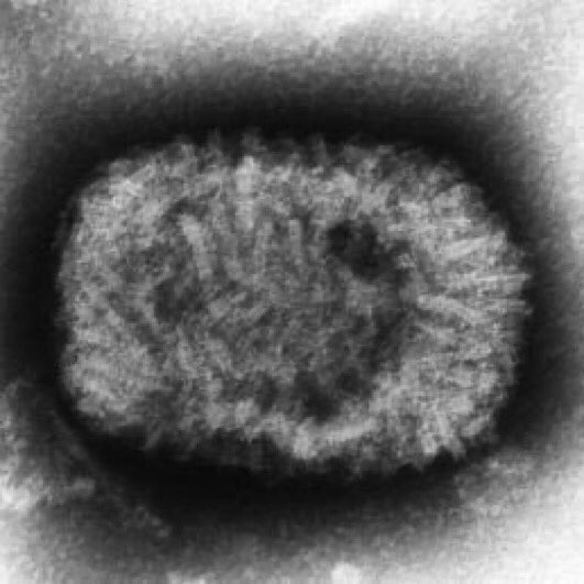 Huntychan as viruses: a thread