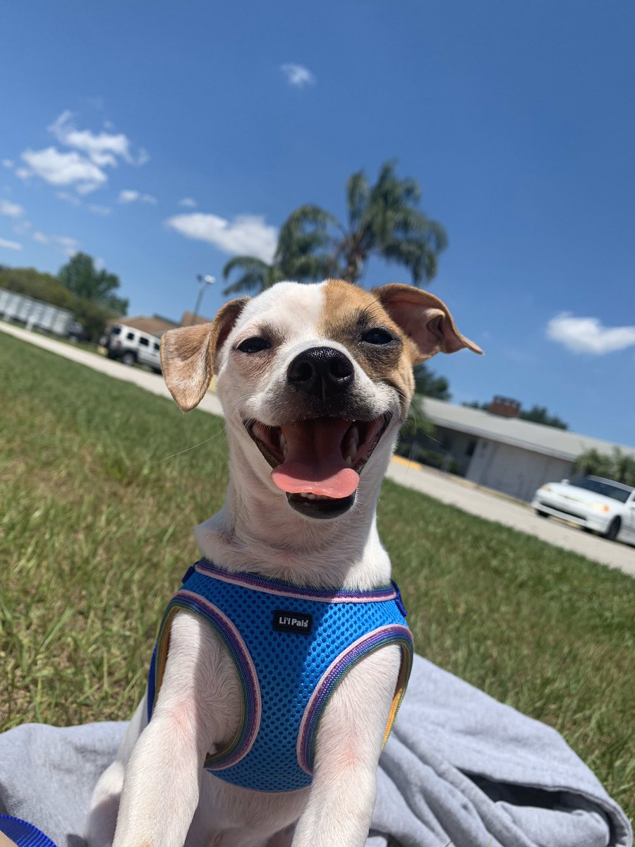LaylaHart's tweet photo. y’all meet peanut🥺🧡 https://t.co/PDGJgVsshy