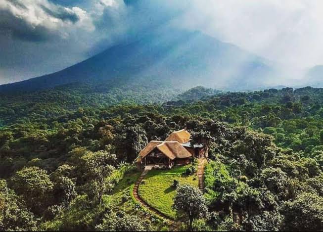 indradiomi1's tweet photo. Le #pétrole se négocie à moins de zéro $ à New York: que l projet kabiliste d exploiter l pétrole du magnifique parc national des Virunga soit définitivement abandonné. L vraie richesse future est l exceptionnelle biodiversité d notre parc et pas le pétrole #rdc #drc #ParcVirunga https://t.co/2YcCNwbrKo