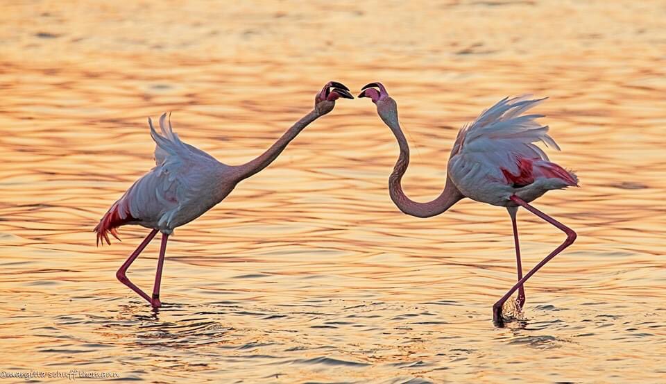 conoscete la nostra Riserva naturale Valle Cavanata? 🦩🌾 #Grado #thinkpink #nature 
📸 ph. Margitta Thomann
