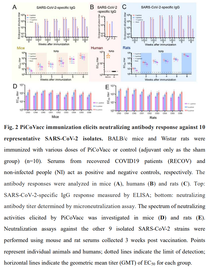   #COVID19 Promising study of a purified inactivated SARS-CoV-2 virus vaccine induced SARS-CoV-2-specific neutralizing antibodies in mice, rats and non-human primates.These antibodies potently neutralized 10 representative SARS-CoV-2 strains.Pre-print:  https://www.biorxiv.org/content/1...