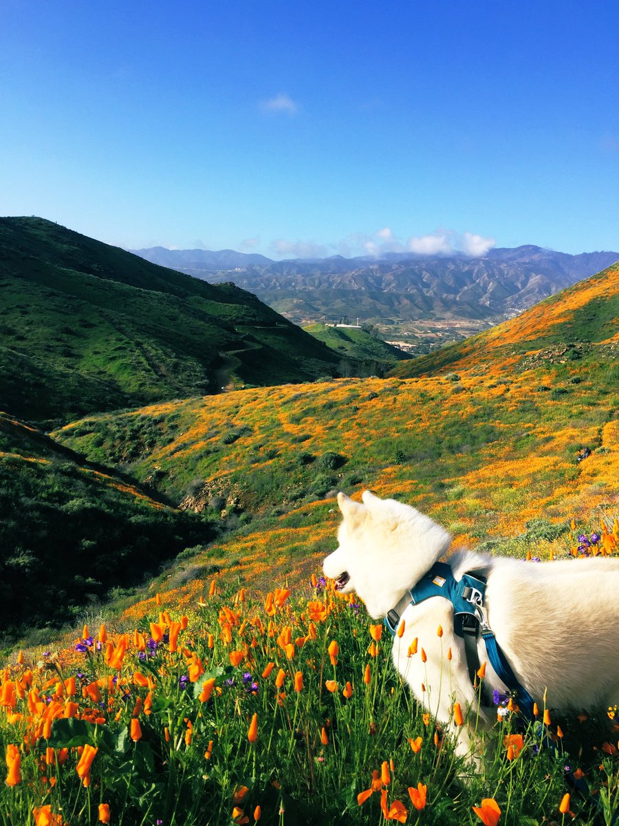 Happy Earth Day. These are pictures of my pup in the middle of last years #SuperBloom #californiapoppies #EarthDay2020