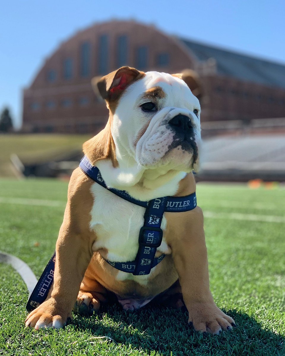 RVReiff's tweet photo. | @ButlerUSportMed @ButlerUFootball @ButlerAthletics @ButlerVB @ButlerMSoccer @ButleruWSoccer @butler_cctf @butlerucheer @ButlerUDance @ButlerWTennis @ButlerUMTennis @ButlerManagers @ButlerUWBB @ButlerWLacrosse @ButlerUBaseball @ButlerSoftball @ButlerSwimming @ButlerUGolf https://t.co/Jr4C7wDRu9