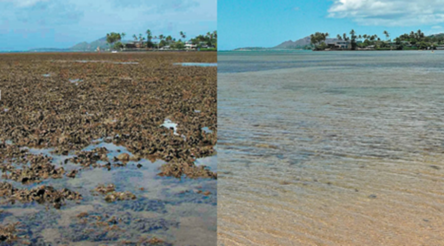 mackenziejahnke's tweet photo. Photo on the left is Maunalua Bay before Malama Maunalua initiated the invasive algae pulls.  Photo on the right is the bay in its current condition, almost completely free of the invasive Avrainvillea amadelpha species. https://t.co/Fqy1A3DYQQ