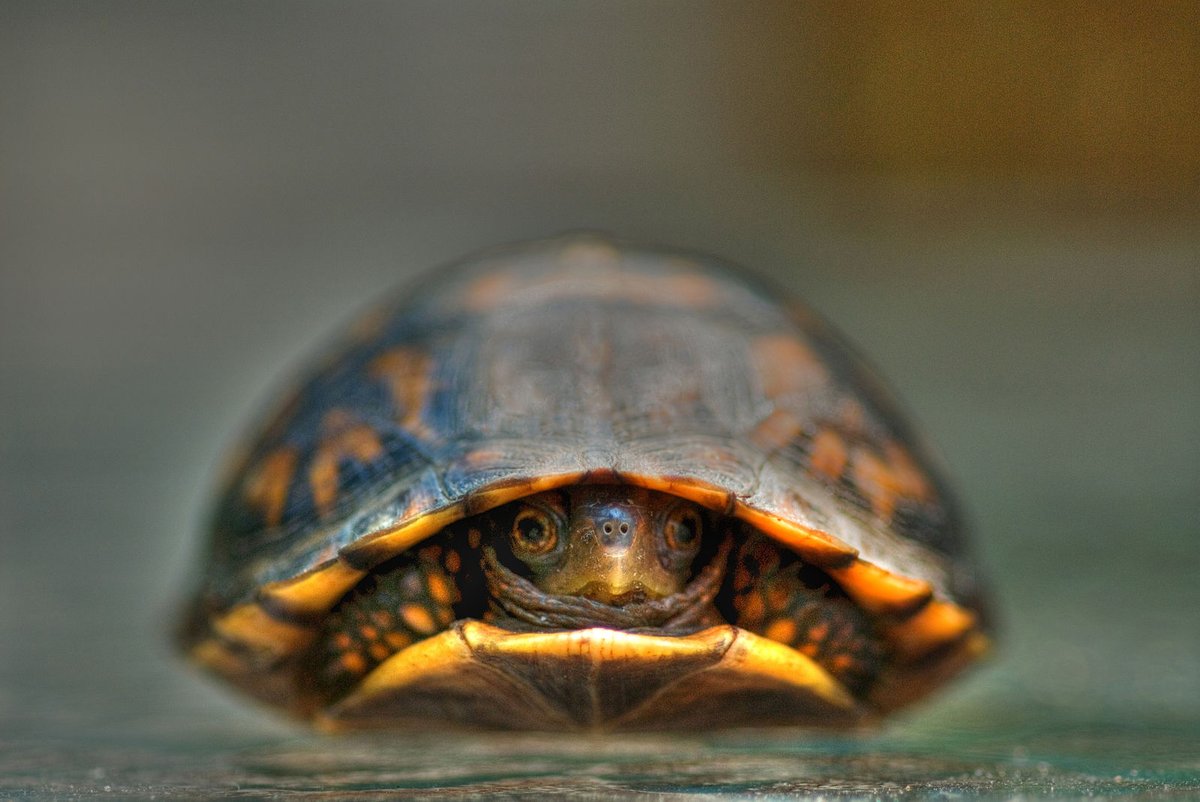 Turtles can hide in their shells. It looks like this.