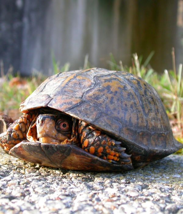 Turtles can hide in their shells. It looks like this.