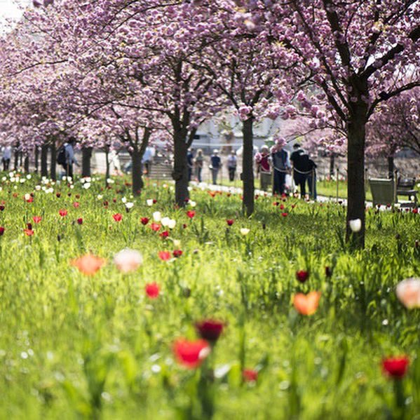 Missing the outdoors?🌿Looking for educational kids activities?! With virtual tours and free educational online resources <a href="/kewgardens/">KewGardens</a> #WorldHeritage site has you covered!  
📷RBGKew #shareculture #shareourheritage #visiteuworldheritage #traveltomorrow #TogetherAtHome #stayhome