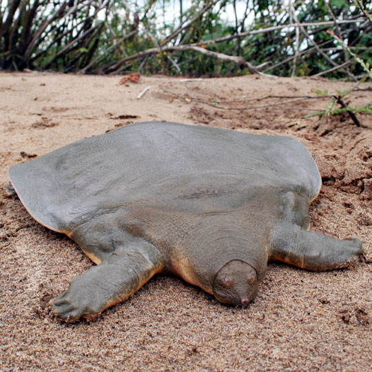 Also, some people will try to tell you this is an image of a turtle outside its shell. It's not.It's a soft-shelled turtle (those exist! instead of scutes they cover the solid bit of their carpace, or shell, with leathery skin. They do still have a shell, just a small one )