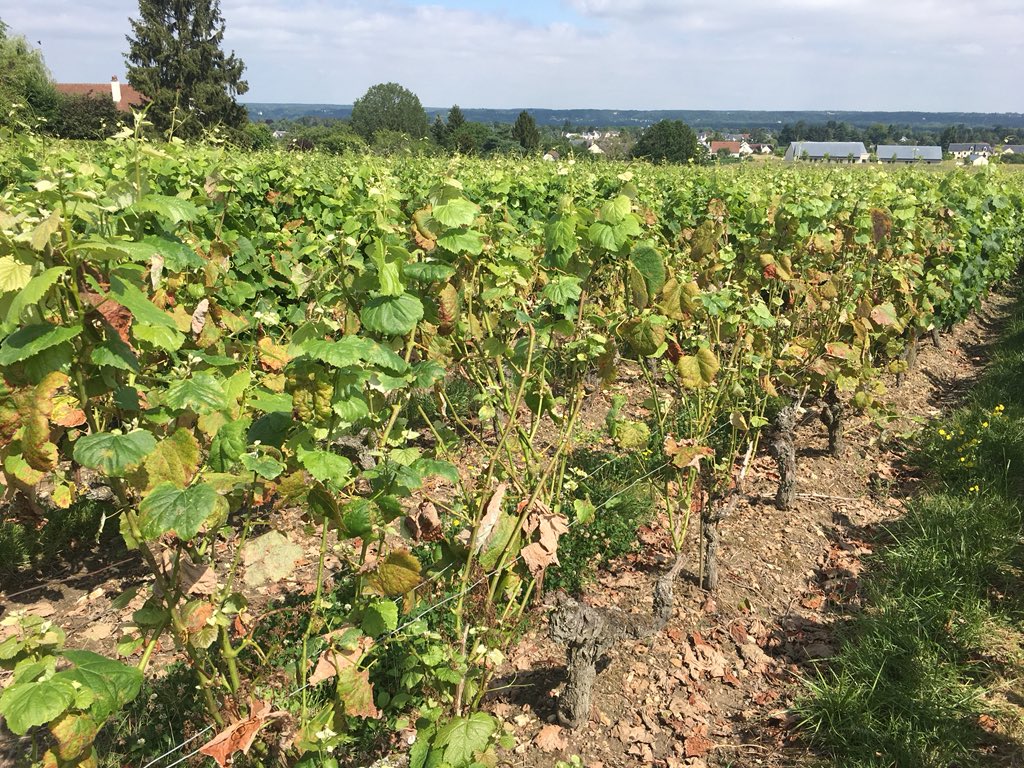 Donc, tout ça pour dire que: 1 - le mildiou est une horrible saleté, sur feuilles et sur grappe, et ça peut faire perdre une récolte. Littéralement. Perdre LA récolte de l'année, ne RIEN avoir à vendanger, rien, nada !