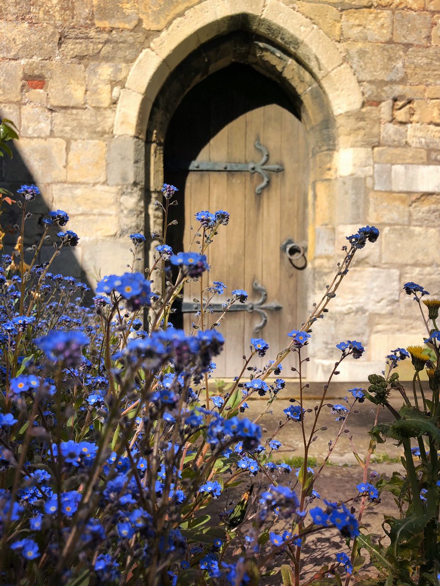 lanmijo's tweet photo. The โweedingโ has stopped around the church grounds at Bubwith and look whatโs happened... Stunning display of forget-me-nots around the door and flagstones @wildflower_hour #yorkshire #wildflowerhour #lessMow #forthebees @Team4Nature #smallbeauties #TwitterNatureCommunity ๐ธ๐๐ฟ https://t.co/BUNssOMmEw