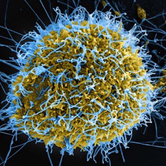 Huntychan as viruses: a thread