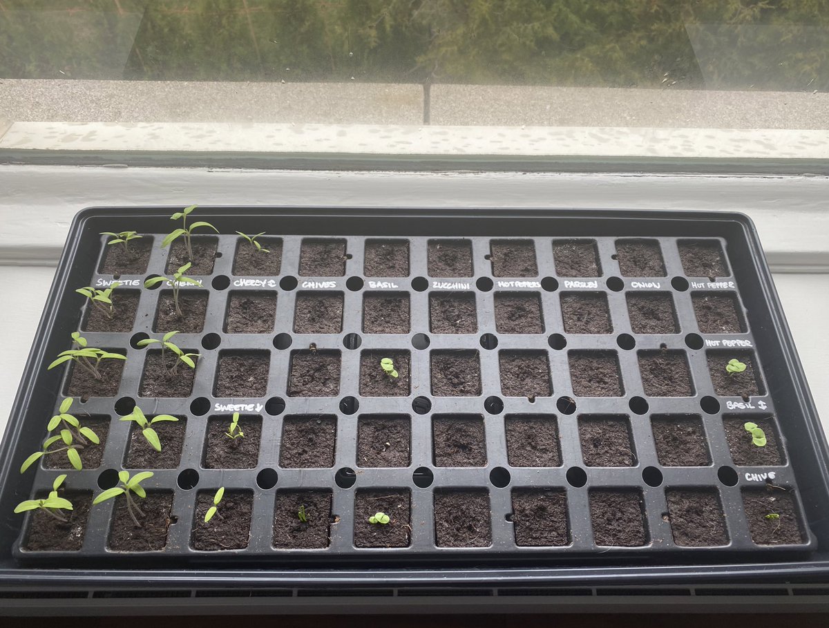 MsMiceli18's tweet photo. @KellsElementary Wow, great job! I also started planting this past week. #EarthDay https://t.co/yOO6CfNwcV