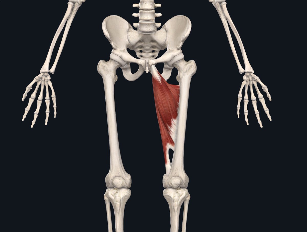 peterroach's tweet image. Groin Pulls - *|bayswater.ca/wp-content/upl…*