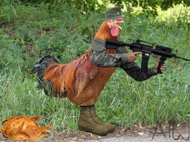 <a href="/RudyPank9/">Rudeth</a> jj’s rooster be like