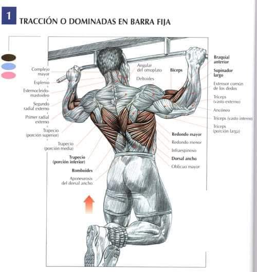medifisik's tweet photo. Recomendaciones para #rutina de #espalda.🏋️‍♂️
También tenemos  #asesoría de #Entrenamiento y #rutinas de #gimnasio para que aproveches al máximo tu entrenamiento. @medifisik

#fitness #fitspiration #fitnesslife https://t.co/OMUaOgEfC1