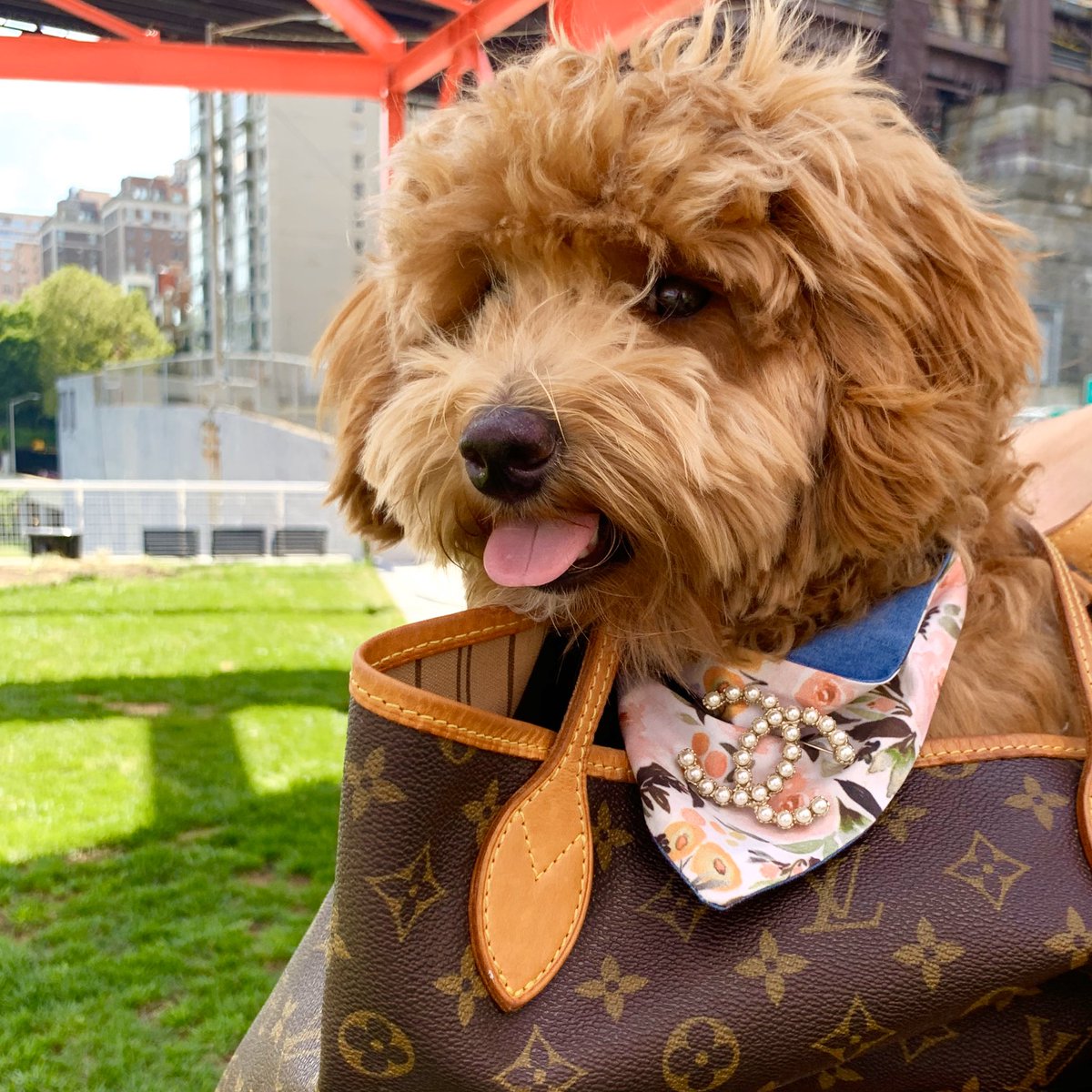 FromRunway's tweet photo. Cuteness overload. Visit https://t.co/h1XRA5Cxhn to shop this furry fashionista’s favorite looks.                            #poodle #goldendoodle #poodlemix #doglover #mansbestfriend #cutedog #doggy https://t.co/tDcoU2FgV0