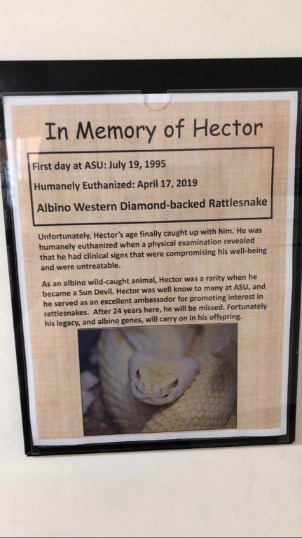 SatchelWells's tweet photo. rip Hector, you were a pretty cool looking snake when I got to see you https://t.co/L2ZPj8ZcRm