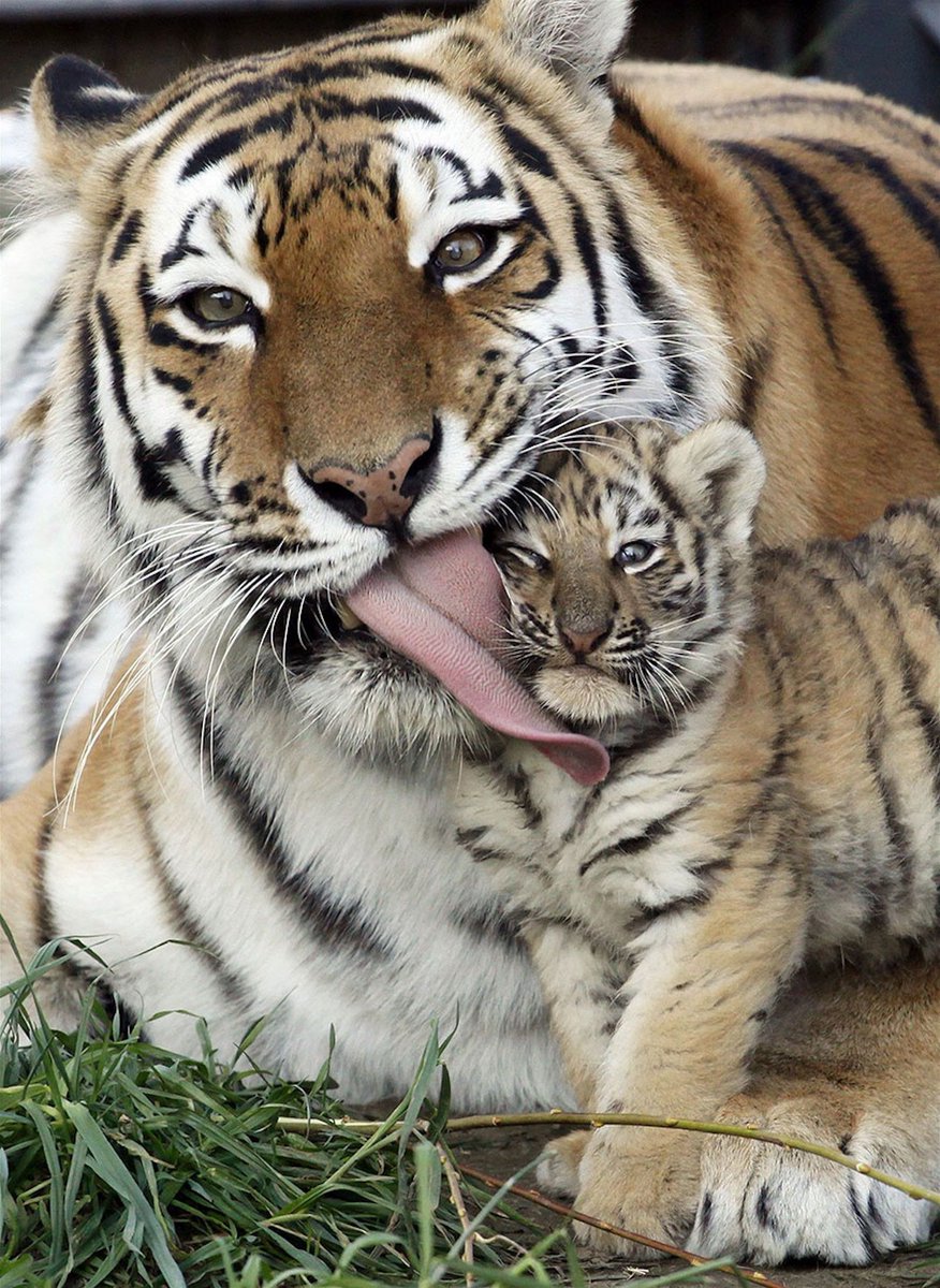 Parential1 tweet picture