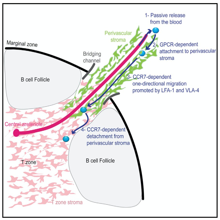 Visualising T cell migration in the spleen reveals a network of perivascular pathways that guide entry into T zones: bit.ly/2RSCoiN via <a href="/ImmunityCP/">Immunity</a> <a href="/UniofOxford/">University of Oxford</a> #OA #immunology #immunity Image credit: Chauveau et al. 2020