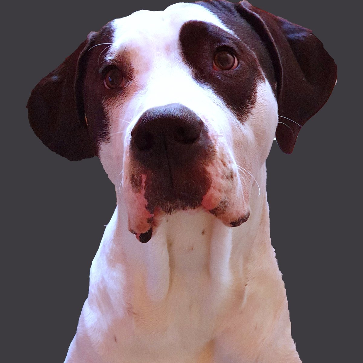 AGattung's tweet photo. My Love Lucky ❤🐕❤
.
#alexandragattung #FOTO #photooftheday #photography #photo #photographer #hundeliebe #meinhund #mydogiscutest #mydog #mydogandme #deutschedogge #doggeargentino #MYLOVE #hundefotograﬁe #DogLover https://t.co/ziARoBuolu