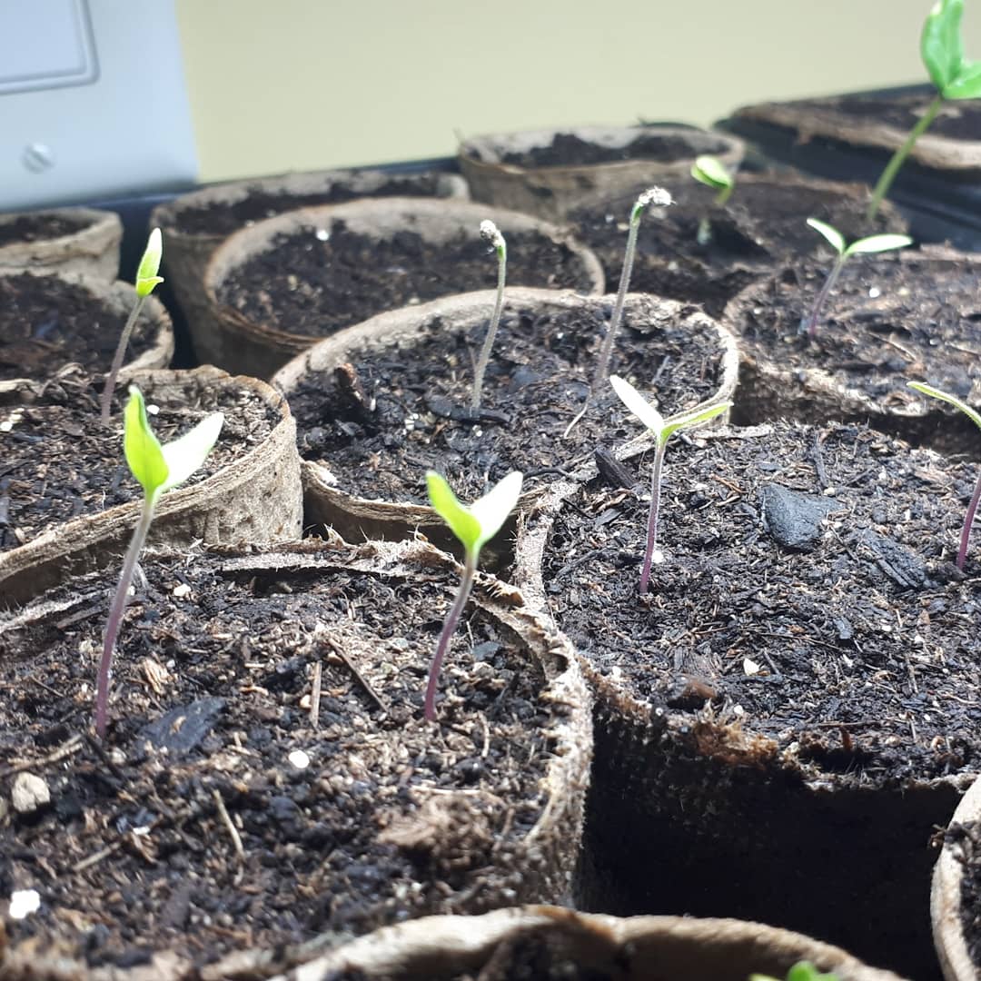I love how the wee tomato seedlings close up their leaves for the night! (First picture at night, second during the day with growlights on.) #seedstarting #growingfood #tomatoes #schoolgarden #gardeningathome #growyourownfood #foodgarden #loveONTfood