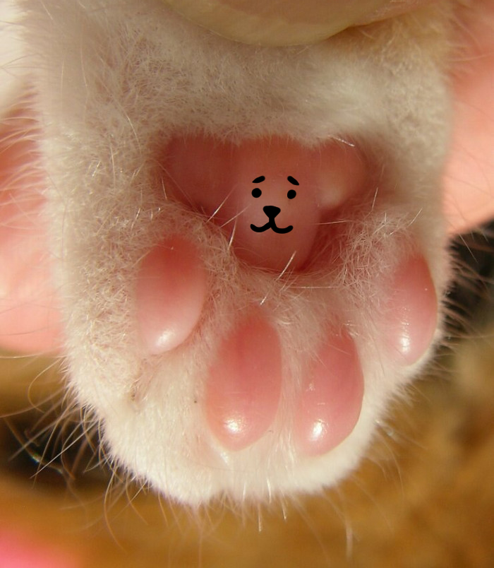 PreciousFur's tweet photo. Time for another #catfact! Every cat has 4 teddy bears hiding on the bottom of their feet. You can try to squish them, but results may vary. #catlovers #catsitting #catsofsf #catsitter https://t.co/j30elHWSNw