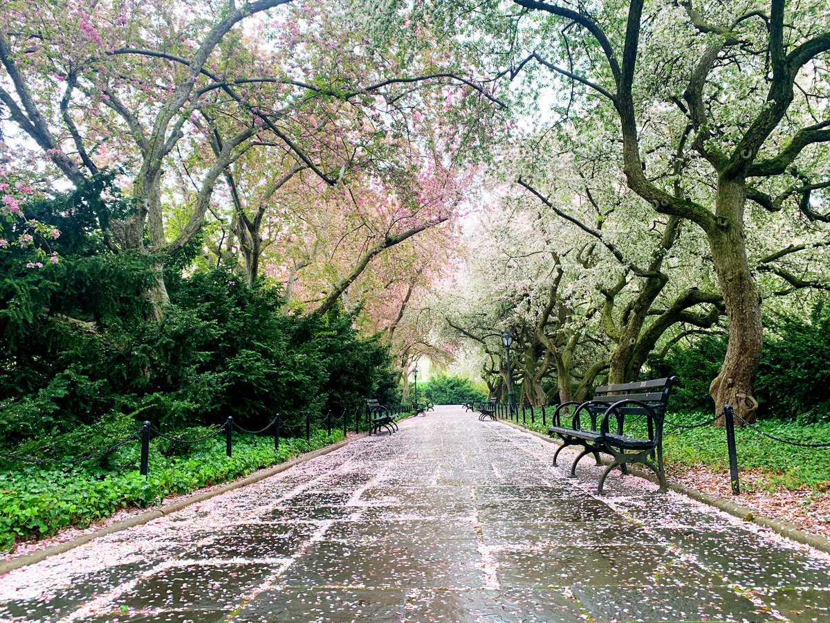 NYPDCentralPark's tweet photo. It all depends on how you see things.

Some see a long path ahead,
others see a straight path to victory. 

Either way I know we will all see each 
other getting through this.

🌸🌱 https://t.co/zRkaZmZ1dd