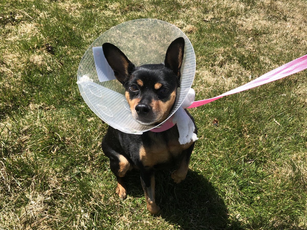carolynraycbc's tweet photo. This is Zoey. A RCMP officer found her in Portapique. She was shot along with her parents. She was taken to the Central Nova Animal Hospital for emergency surgery. Amazingly, this little dog survived and will soon be reunited with her family. https://t.co/8j9jAh1GT3