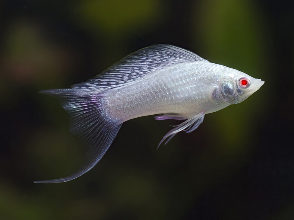 ADirectrory's tweet photo. Albino Lyretail Sailfin Molly
Price starts from 0.60 GBP
Tag a friend who would love this!
Go and get it at https://t.co/axmHoxAVzf
#albino #latipinna #lyretail #molly #poecilia #sailfin
#poecilia https://t.co/fMKdDe0nm3