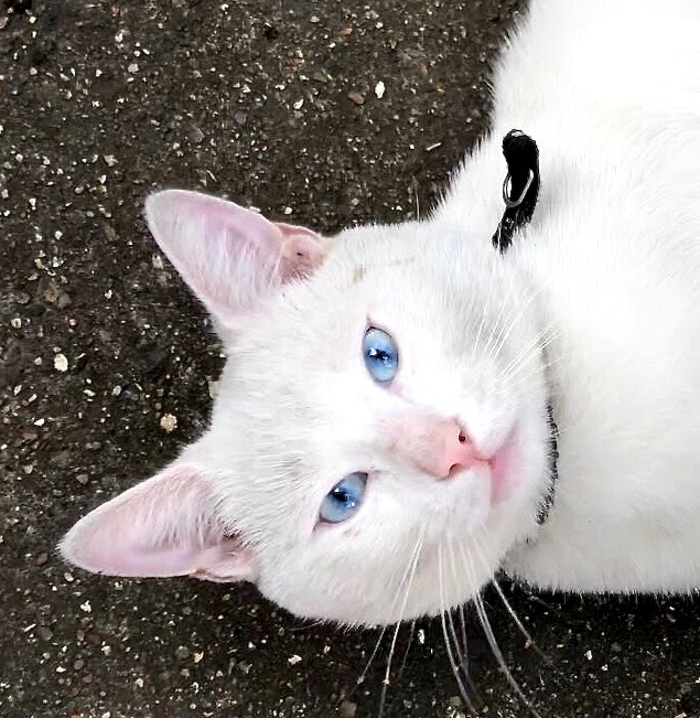 FelineFriendsUK's tweet photo. @OssieAndLuna @MollyMoggy26 @AngusMcPussPuss @lkclayton2 @cat_binky @Biscuit_Meow @SootyandSheldon @TulipandSweep @FreddieHoudini Last year we fostered gorgeous Alaska. He was definitely a #McFilthy when we got him. https://t.co/UaeD9w0D34