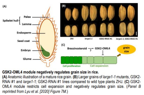 ThePlantCell's tweet image. IN BRIEF:  When Less is More: GSK2-OML4 Module Negatively Regulates Grain Size in Rice #CropYield #FruitDevelopment #PlantBiology doi.org/10.1105/tpc.20…