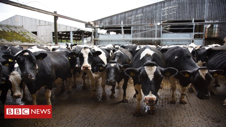 BBC News (World) tweet media